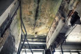 Best Attic Mold Removal  in Flomaton, AL